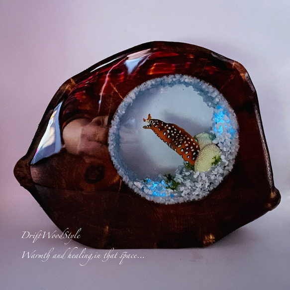 海の世界を閉じ込めた流木アート トラウツボ 水中ジオラマ 流木 レジン テラリウム アクアリウム インテリア N7 2枚目の画像