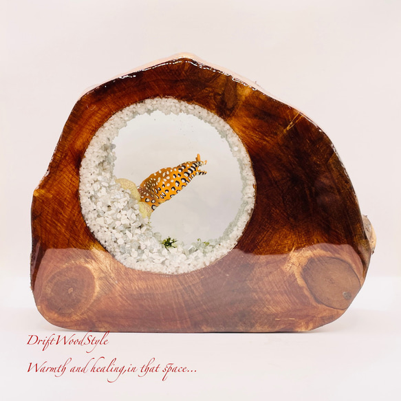 海の世界を閉じ込めた流木アート トラウツボ 水中ジオラマ 流木 レジン テラリウム アクアリウム インテリア N7 6枚目の画像