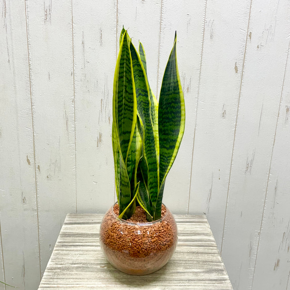 サンセベリア ローレンティー ハイドロカルチャー ラウンドガラス花器仕立て 観葉植物 空気清浄効果 インテリア 1枚目の画像