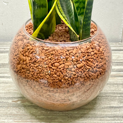 サンセベリア ローレンティー ハイドロカルチャー ラウンドガラス花器仕立て 観葉植物 空気清浄効果 インテリア 5枚目の画像