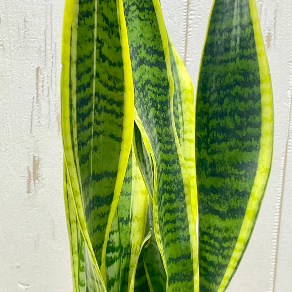 サンセベリア ローレンティー ハイドロカルチャー ラウンドガラス花器仕立て 観葉植物 空気清浄効果 インテリア 4枚目の画像