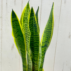 サンセベリア ローレンティー ハイドロカルチャー ラウンドガラス花器仕立て 観葉植物 空気清浄効果 インテリア 3枚目の画像