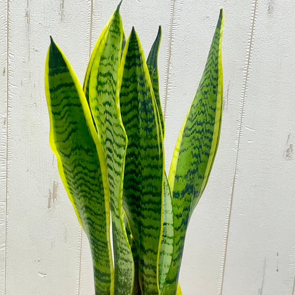 サンセベリア ローレンティー ハイドロカルチャー ラウンドガラス花器仕立て 観葉植物 空気清浄効果 インテリア 3枚目の画像