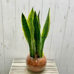 サンセベリア ローレンティー ハイドロカルチャー ラウンドガラス花器仕立て 観葉植物 空気清浄効果 インテリア 2枚目の画像