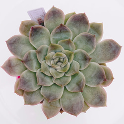 2025 New✨多肉植物　ソングフォーユー　韓国苗 c39f2985079f9164e4fd1145b65abb