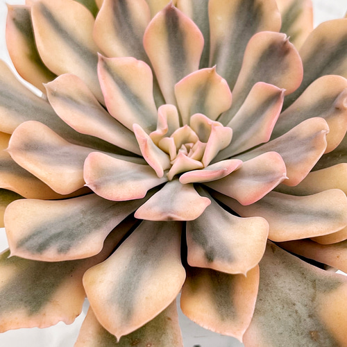 多肉植物　シャフラン錦　韓国苗 多肉植物 シャフラン錦 韓国苗 多肉植物 pariʚ❤︎ɞtaniku