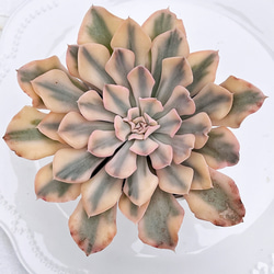 2025 New✨多肉植物 ソングフォーユー 韓国苗 多肉植物 pariʚ