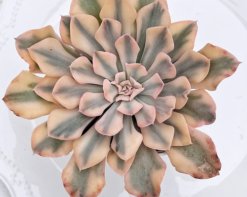 多肉植物 シャフラン錦 韓国苗 多肉植物 pariʚ❤︎ɞtaniku