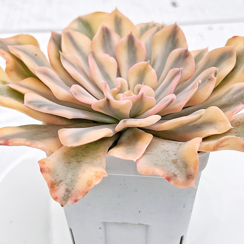 多肉植物　シャフラン錦　韓国苗 多肉植物 シャフラン錦 韓国苗 多肉植物 pariʚ❤︎ɞtaniku