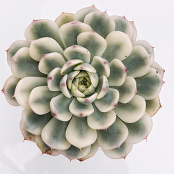 多肉植物 トーレス 韓国苗 多肉植物 pariʚ❤︎ɞtaniku