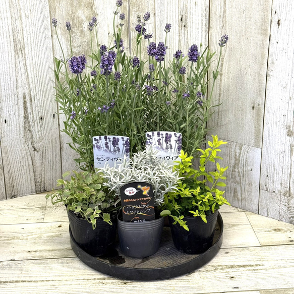 ラベンダー香る」 秋の爽やか寄せ植え※寄せ植えセット 花苗 苗 花