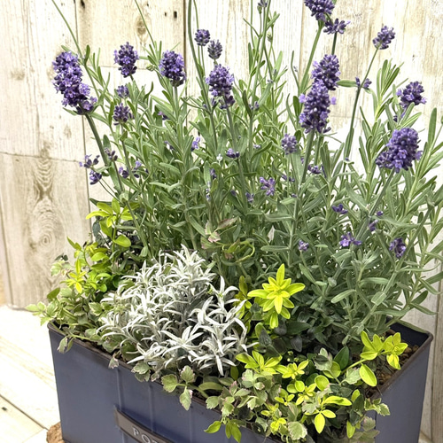 ラベンダー香る」 秋の爽やか寄せ植え※寄せ植えセット 花苗 苗 花