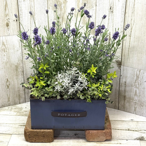 ラベンダー香る」 秋の爽やか寄せ植え※寄せ植えセット 花苗 苗 花