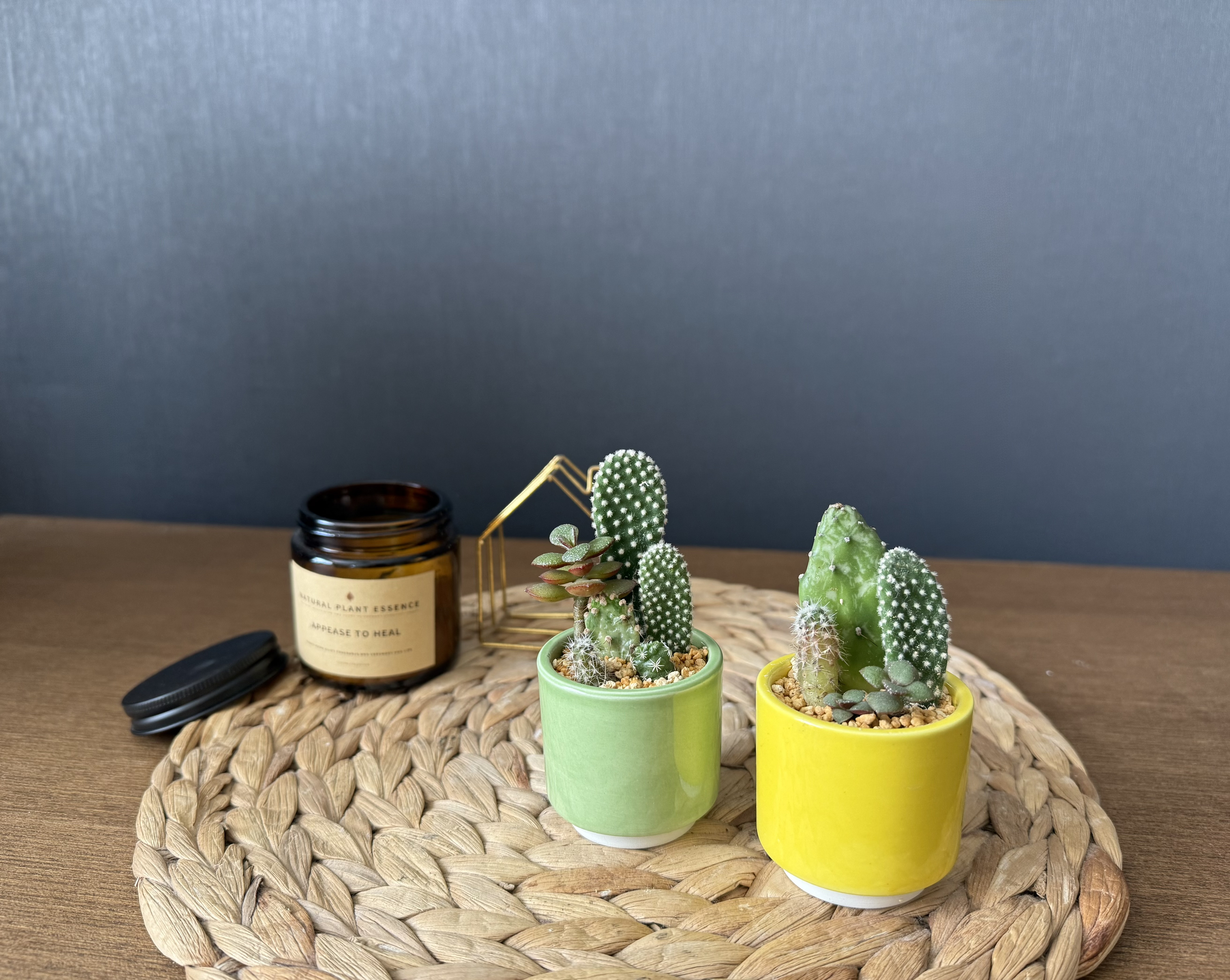 各1点限定販売☆ インテリア 多肉植物 サボテン ミニ寄せ植え カラフル