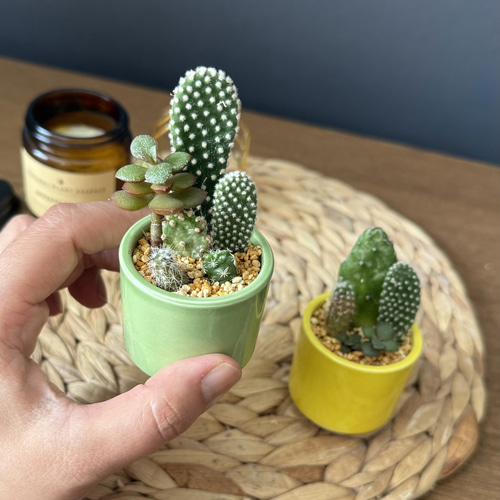 各1点限定販売☆ インテリア 多肉植物 サボテン ミニ寄せ植え カラフル