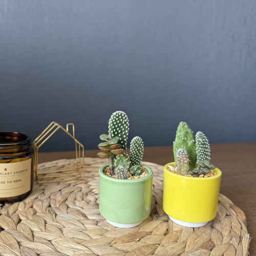 職人鉢 多肉植物 サボテンにも 職人鉢 多肉植物 サボテンにも 職人鉢