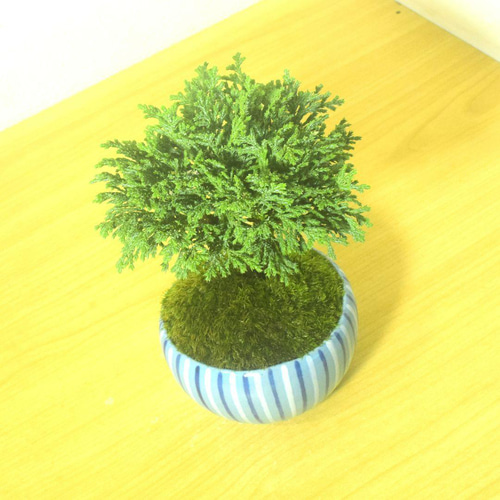 POTOCO 姫 サワラ 椹 陶器鉢 観葉植物 盆栽 豆盆栽 小品盆栽 木 盆栽
