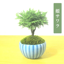 POTOCO 姫 サワラ 椹 陶器鉢 観葉植物 盆栽 豆盆栽 小品盆栽 木 盆栽