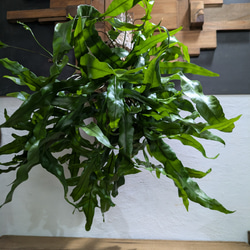 【送料無料】《現品限り》ミクロソリウム ディべルシフォリウム『カンガルーファーン』〈レア・流木付〉 3枚目の画像