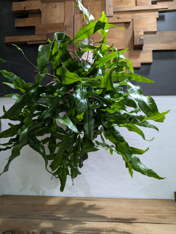 【送料無料】《現品限り》ミクロソリウム ディべルシフォリウム『カンガルーファーン』〈レア・流木付〉 3枚目の画像