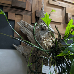 【送料無料】《現品限り》ミクロソリウム ディべルシフォリウム『カンガルーファーン』〈レア・流木付〉 2枚目の画像