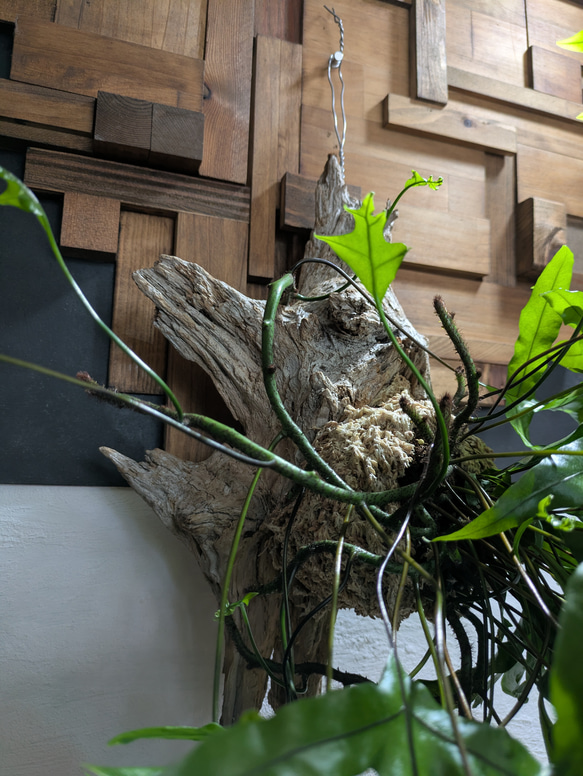 【送料無料】《現品限り》ミクロソリウム ディべルシフォリウム『カンガルーファーン』〈レア・流木付〉 2枚目の画像