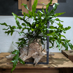 【送料無料】《現品限り》ミクロソリウム ディべルシフォリウム『カンガルーファーン』〈レア・流木付〉 5枚目の画像