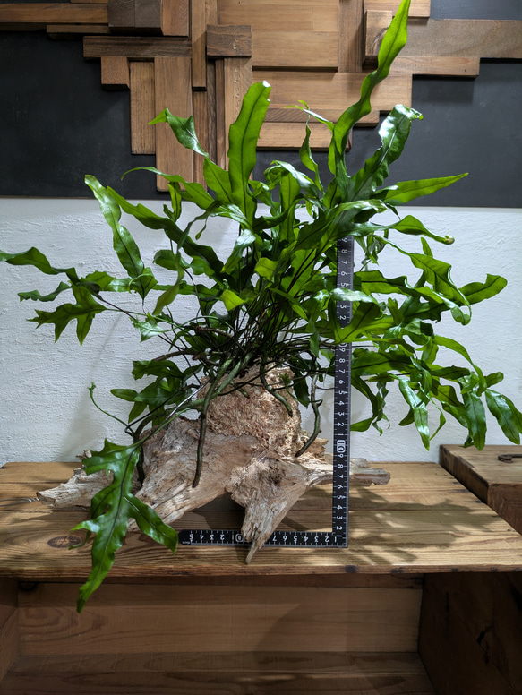 【送料無料】《現品限り》ミクロソリウム ディべルシフォリウム『カンガルーファーン』〈レア・流木付〉 5枚目の画像