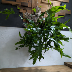 【送料無料】《現品限り》ミクロソリウム ディべルシフォリウム『カンガルーファーン』〈レア・流木付〉 1枚目の画像