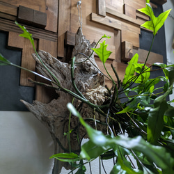 【送料無料】《現品限り》ミクロソリウム ディべルシフォリウム『カンガルーファーン』〈レア・流木付〉 4枚目の画像