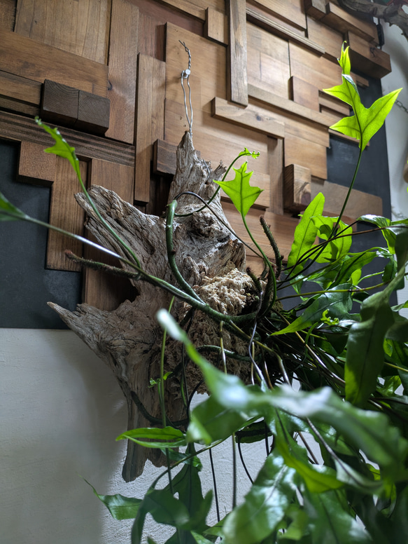 【送料無料】《現品限り》ミクロソリウム ディべルシフォリウム『カンガルーファーン』〈レア・流木付〉 4枚目の画像