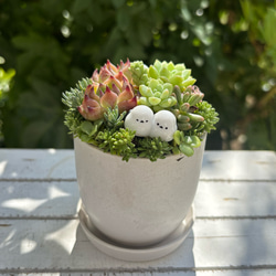 ブルークラウド エケベリア 多肉植物 抜き苗 根張り良好 元気苗