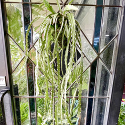 光触媒 人工観葉植物 ウォールグリーン フェイクグリーン ガジュマル