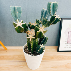 現品］48番 柱サボテン 鬼面角 ブランチ 8号 観葉植物 室内 大型 多肉