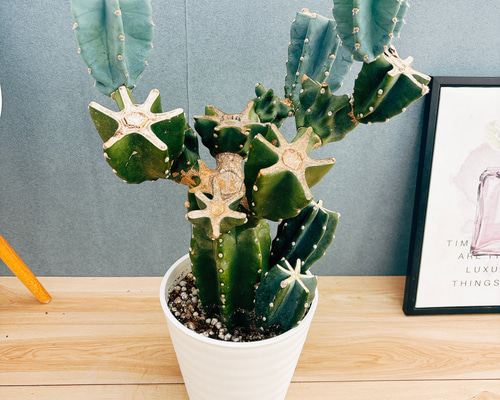 ［現品］3番　柱サボテン　鬼面角 ブランチ　8号　室内　大型　多肉植物　人気 現品］☆人気☆ 65番柱サボテン鬼面角 ブランチ8号室内大型