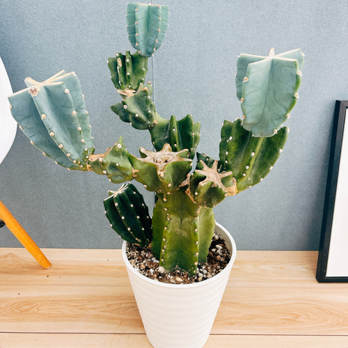 現品］48番 柱サボテン 鬼面角 ブランチ 8号 観葉植物 室内 大型 多肉