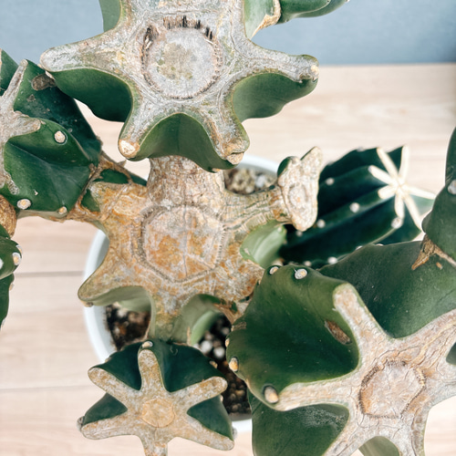 現品］48番 柱サボテン 鬼面角 ブランチ 8号 観葉植物 室内 大型 多肉