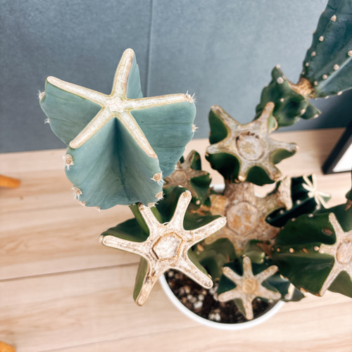 現品］48番 柱サボテン 鬼面角 ブランチ 8号 観葉植物 室内 大型 多肉