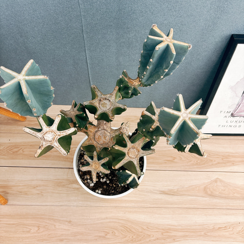 ［現品］※売約済※ 13番　柱サボテン　鬼面角 ブランチ　8号　室内　大型 現品］☆人気☆ 65番柱サボテン鬼面角 ブランチ8号室内大型