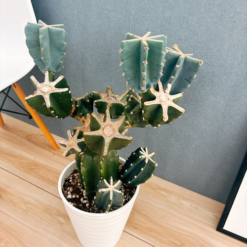 現品］48番 柱サボテン 鬼面角 ブランチ 8号 観葉植物 室内 大型 多肉