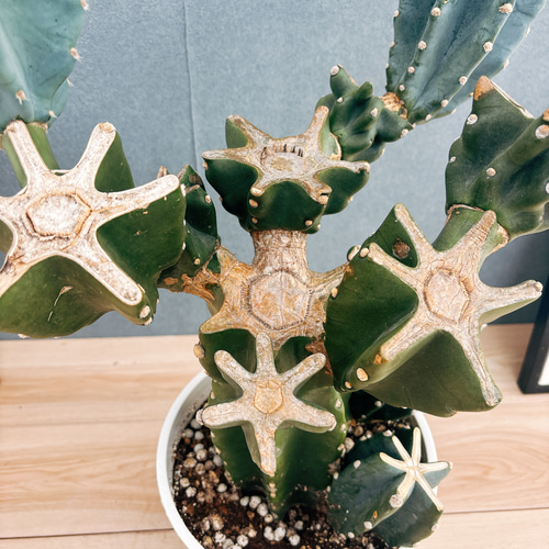 現品］48番 柱サボテン 鬼面角 ブランチ 8号 観葉植物 室内 大型 多肉