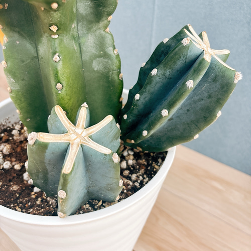 現品］48番 柱サボテン 鬼面角 ブランチ 8号 観葉植物 室内 大型 多肉