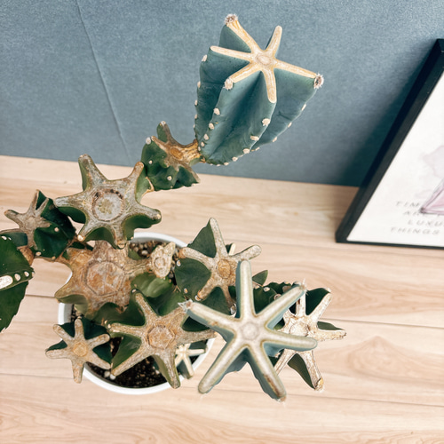 現品］48番 柱サボテン 鬼面角 ブランチ 8号 観葉植物 室内 大型 多肉