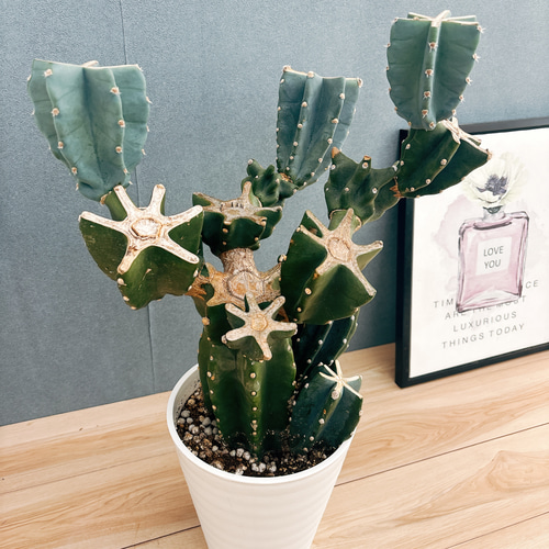 現品］48番 柱サボテン 鬼面角 ブランチ 8号 観葉植物 室内 大型 多肉