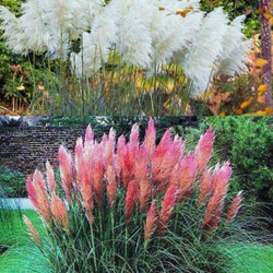 パンパスグラス苗 ホワイトフェザー1ポット その他素材 虹花園 幸店