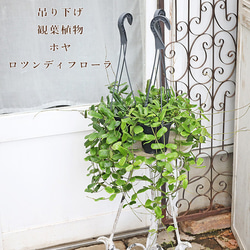 送料無料 常緑樹木 オリーブ ネバディロブランコ 7号 高さ140cm