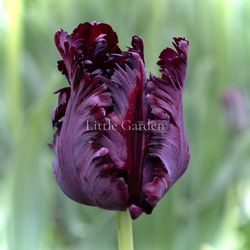 プロテア シルビアのドライフラワー（40cm級） ドライフラワー yurari