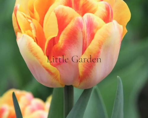 球根♡ チューリップ フォクシーフォックストロット 3球 アート