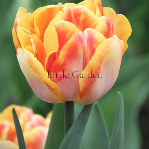 球根♡ チューリップ フォクシーフォックストロット 3球 アート