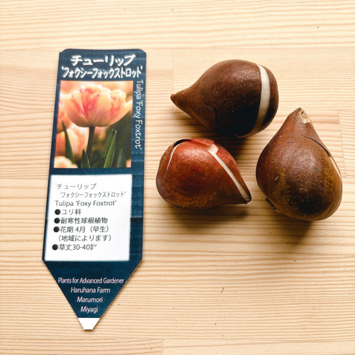 球根♡ チューリップ フォクシーフォックストロット 3球 アート